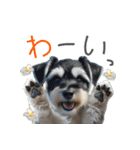 夏のふわふわシュナウザー【日常会話】（個別スタンプ：8）