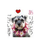 夏のふわふわシュナウザー【日常会話】（個別スタンプ：10）