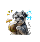 夏のふわふわシュナウザー【日常会話】（個別スタンプ：13）