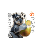 夏のふわふわシュナウザー【日常会話】（個別スタンプ：16）