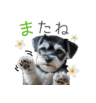 夏のふわふわシュナウザー【日常会話】（個別スタンプ：20）
