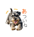 夏のふわふわシュナウザー【日常会話】（個別スタンプ：21）