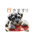 夏のふわふわシュナウザー【日常会話】（個別スタンプ：25）