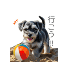 夏のふわふわシュナウザー【日常会話】（個別スタンプ：26）