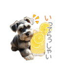 夏のふわふわシュナウザー【日常会話】（個別スタンプ：32）