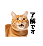 動くっ！かわいい猫写真のアニメスタンプ（個別スタンプ：1）