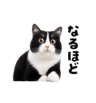 動くっ！かわいい猫写真のアニメスタンプ（個別スタンプ：2）