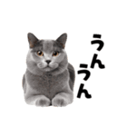 動くっ！かわいい猫写真のアニメスタンプ（個別スタンプ：3）