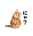 動くっ！かわいい猫写真のアニメスタンプ（個別スタンプ：4）