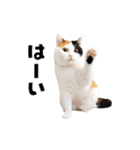動くっ！かわいい猫写真のアニメスタンプ（個別スタンプ：5）