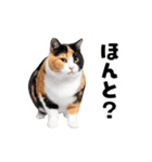 動くっ！かわいい猫写真のアニメスタンプ（個別スタンプ：8）