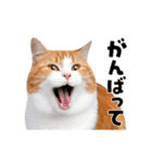 動くっ！かわいい猫写真のアニメスタンプ（個別スタンプ：9）