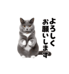 動くっ！かわいい猫写真のアニメスタンプ（個別スタンプ：10）