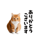 動くっ！かわいい猫写真のアニメスタンプ（個別スタンプ：11）