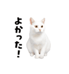 動くっ！かわいい猫写真のアニメスタンプ（個別スタンプ：12）