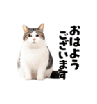 動くっ！かわいい猫写真のアニメスタンプ（個別スタンプ：13）