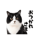 動くっ！かわいい猫写真のアニメスタンプ（個別スタンプ：14）