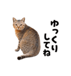 動くっ！かわいい猫写真のアニメスタンプ（個別スタンプ：15）
