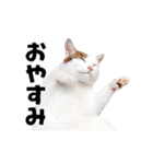 動くっ！かわいい猫写真のアニメスタンプ（個別スタンプ：16）