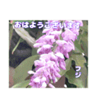 夏の山野草で、日々のご挨拶を（個別スタンプ：2）