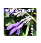 夏の山野草で、日々のご挨拶を（個別スタンプ：3）