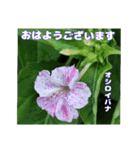夏の山野草で、日々のご挨拶を（個別スタンプ：4）