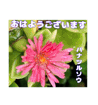 夏の山野草で、日々のご挨拶を（個別スタンプ：5）