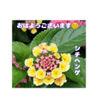 夏の山野草で、日々のご挨拶を（個別スタンプ：6）
