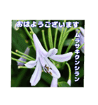 夏の山野草で、日々のご挨拶を（個別スタンプ：7）