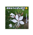 夏の山野草で、日々のご挨拶を（個別スタンプ：8）