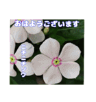 夏の山野草で、日々のご挨拶を（個別スタンプ：9）