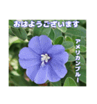 夏の山野草で、日々のご挨拶を（個別スタンプ：10）