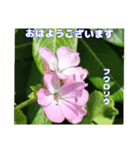 夏の山野草で、日々のご挨拶を（個別スタンプ：11）
