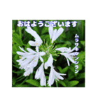夏の山野草で、日々のご挨拶を（個別スタンプ：12）