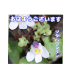 夏の山野草で、日々のご挨拶を（個別スタンプ：13）