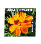 夏の山野草で、日々のご挨拶を（個別スタンプ：14）