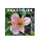 夏の山野草で、日々のご挨拶を（個別スタンプ：15）