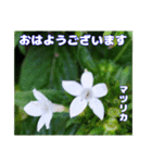 夏の山野草で、日々のご挨拶を（個別スタンプ：16）