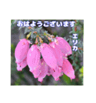 夏の山野草で、日々のご挨拶を（個別スタンプ：17）