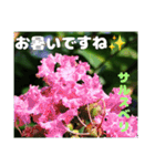 夏の山野草で、日々のご挨拶を（個別スタンプ：18）