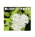 夏の山野草で、日々のご挨拶を（個別スタンプ：19）