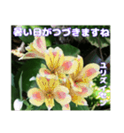 夏の山野草で、日々のご挨拶を（個別スタンプ：20）