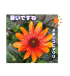 夏の山野草で、日々のご挨拶を（個別スタンプ：21）