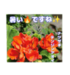 夏の山野草で、日々のご挨拶を（個別スタンプ：22）