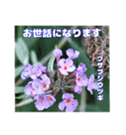 夏の山野草で、日々のご挨拶を（個別スタンプ：23）