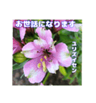 夏の山野草で、日々のご挨拶を（個別スタンプ：24）