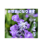 夏の山野草で、日々のご挨拶を（個別スタンプ：25）