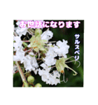 夏の山野草で、日々のご挨拶を（個別スタンプ：26）