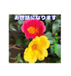 夏の山野草で、日々のご挨拶を（個別スタンプ：27）