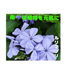夏の山野草で、日々のご挨拶を（個別スタンプ：28）